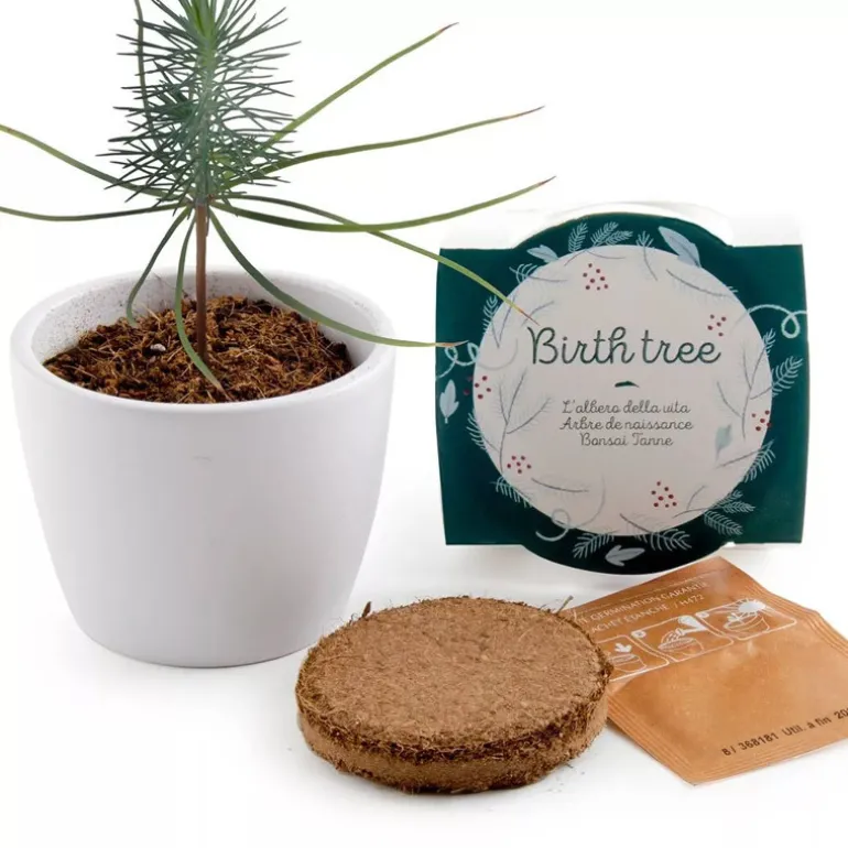 Arbre de naissance - Radis et Capucine