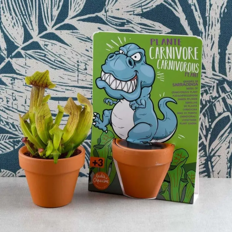 Kit graines à semer : T-rex - Plante carnivore - Radis et Capucine