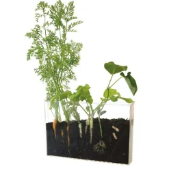 Vivarium racines et vers de terre - Radis et Capucine